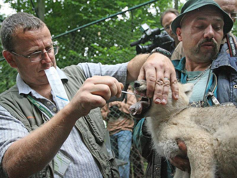 Pracovníci ZOO Brno v pátek dopoledne odchytili a očipovali deset malých vlčat.