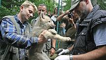 Pracovníci ZOO Brno v pátek dopoledne odchytili a očipovali deset malých vlčat.