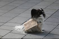 Protest proti pokusům na zvířatech na náměstí Svobody v Brně.