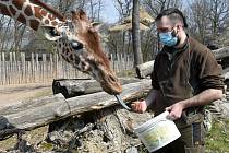 Komentované krmení žiraf síťovaných v brněnské zoologické zahradě