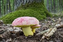 Hřib královský (Boletus regius) je uveden v Červeném seznamu makromycetů ČR v kategorii EN (ohrožený druh) a je zároveň i zvláště chráněným druhem podle vyhlášky MŽP 395/1992 (v kategorii kriticky ohrožený druh). Jeho sběr je zakázán!