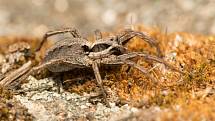 Kriticky ohrožený pavouk slíďák suchopárový.