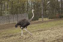 Na zvířata v brněnské zoologické zahradě se na Velký pátek přišly podívat desítky Brňanů. Nalákal je například velikonoční program.