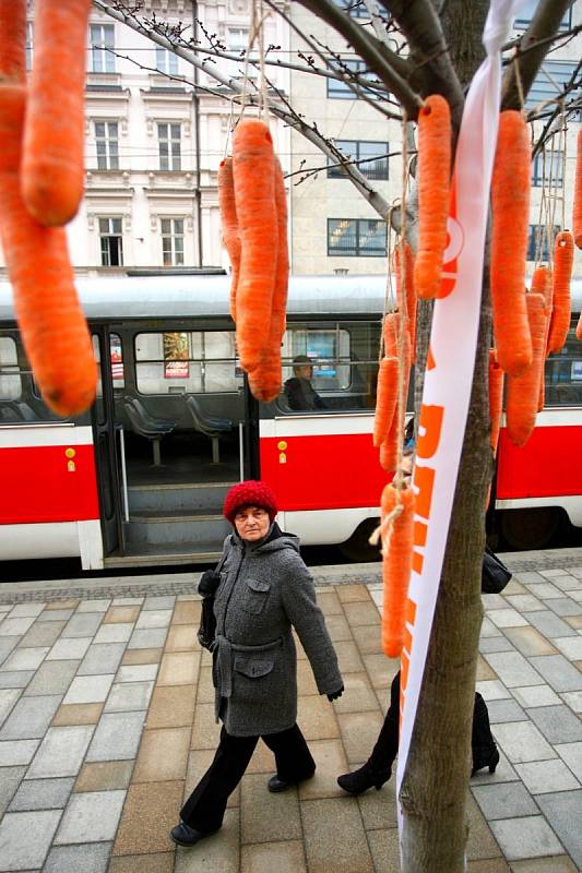 Stromy u brněnského dopravního uzlu Česká obsypalo velké množství mrkví. Na mezinárodní den mrkve je tam rozmístili zástupci brněnské oční kliniky Neovize. 