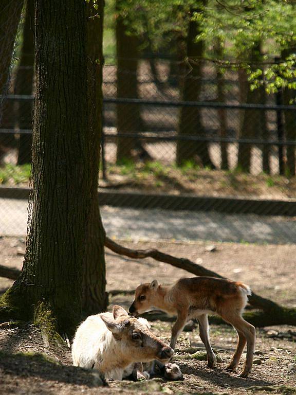 Mládě soba polárního v brněnské zoologické zahradě.