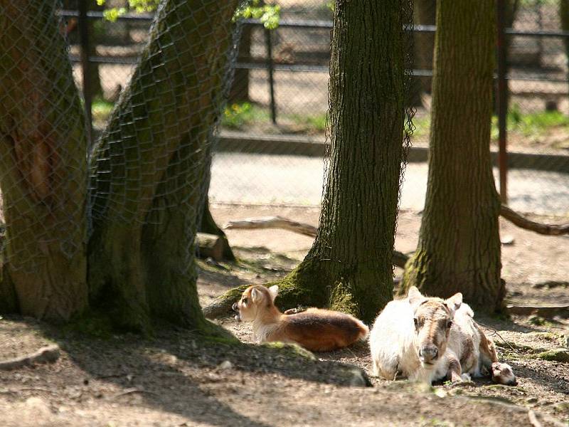 Mládě soba polárního v brněnské zoologické zahradě.