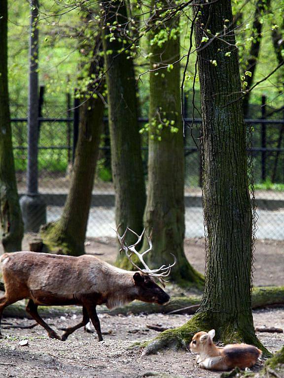 Mládě soba polárního v brněnské zoologické zahradě.