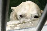 Lední medvěd Umca trávil vysoké teploty v bazénu, kde si hrál s míčem.