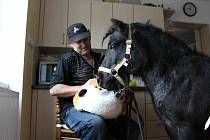 Zvířecí terapeuti mohou být i slepice či králíci. Mezi obvyklé terapeuty patří koně a psi. Na Brněnsku se zvířecím terapeutům věnuje spolek PONYPRO.