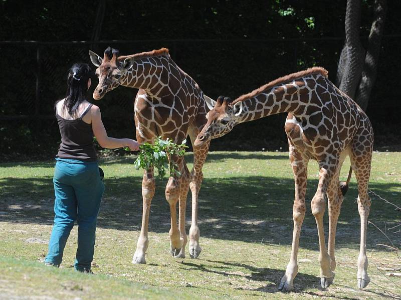 V brněnské zoo pokřtili mladé žirafy.