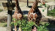 V brněnské zoo pokřtili mladé žirafy.