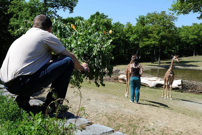 V brněnské zoo pokřtili mladé žirafy.