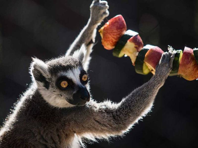 Expozice lemurů ve vyškovském zooparku se rozroste.