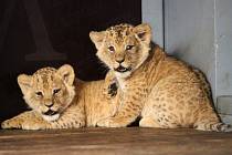 Samec a samička, určil v pondělí veterinář po týdnech čekání pohlaví dvou lvíčat, která se narodila na konci minulého roku v brněnské zoo.