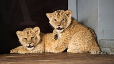 Samec a samička, určil v pondělí veterinář po týdnech čekání pohlaví dvou lvíčat, která se narodila na konci minulého roku v brněnské zoo.