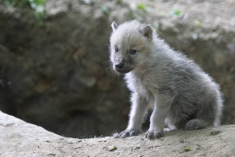 Mladému vlčímu alfa samci z Dánska se v brněnské zoologické zahradě evidentně daří. I díky jeho přičinění se narodilo už deset malých vlčat. V zoo tak mohli založit novou stabilní skupinu vlků arktických. 