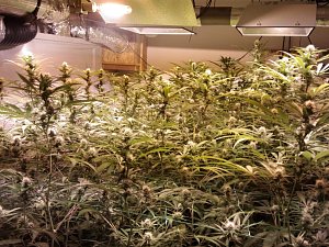 V pěstírnách marihuany objevili členové brněnského toxi-týmu stovky rostlin i pět kilogramů hotové drogy. 