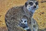 V brněnské zoo se radují z přírůstků, mláďata mají surikaty i kosmani běločelí.