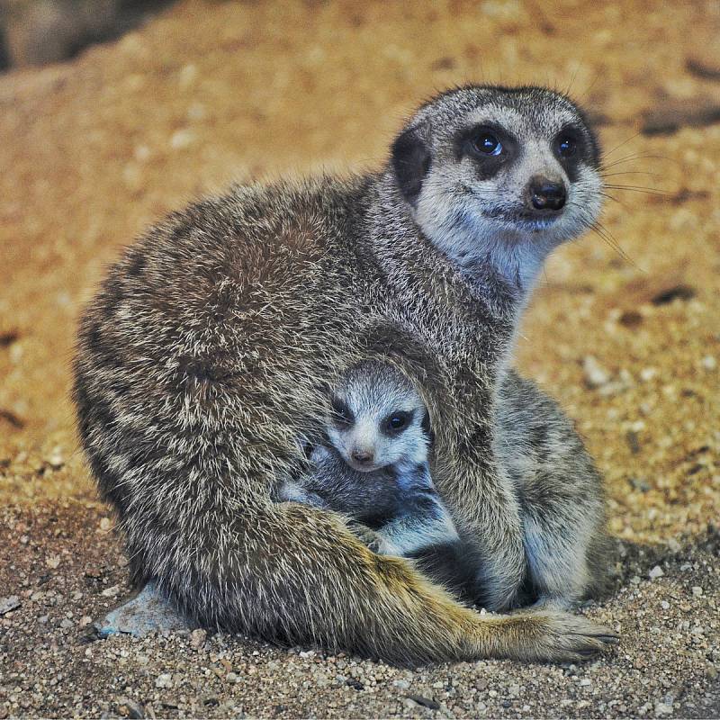 V brněnské zoo se radují z přírůstků, mláďata mají surikaty i kosmani běločelí.