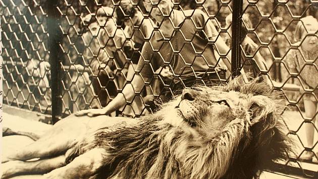 Lvi mohli Brňané v zoo obdivovat od roku 1953 do zrušení jejich výběhu v roce 2004. 