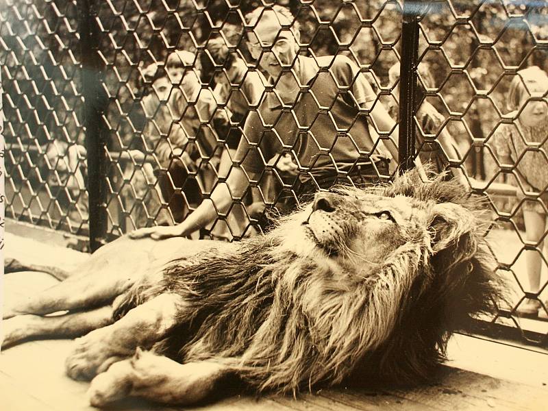 Lvi mohli Brňané v zoo obdivovat od roku 1953 do zrušení jejich výběhu v roce 2004. 