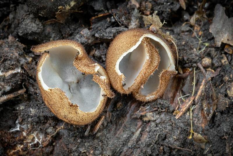 Na podzim lze najít v lesích v Mikroregionu Kahan na Brněnsku spoustu zajímavých hub. Na snímku je bělokosmatka polokulovitá.