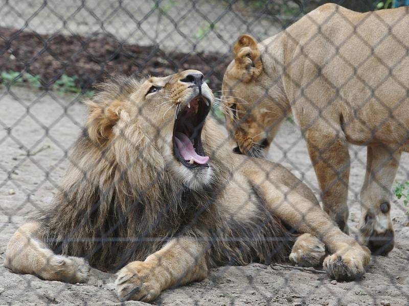 Zásnuby nových lvů v Brně? Seznamování Lolka a Kivu v brněnské zoo dopadlo podle chovatelů úspěšně. 