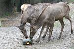 Brno 13.10.2020 - krmení wapitů sibiřských v ZOO Brno