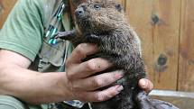 Pracovníci brněnské zoo očipovali mláďata bobra kanadského.