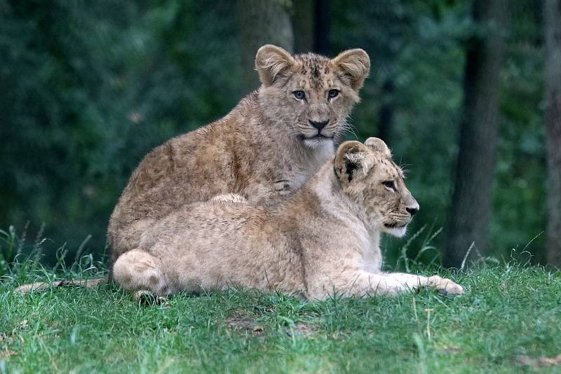 Brněnská zoologická zahrada.