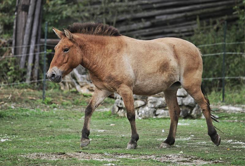 V brněnské zoo jsou nově k vidění dvě klisny koně Převalského, které do Brna dorazily z pražské zoologické zahrady.