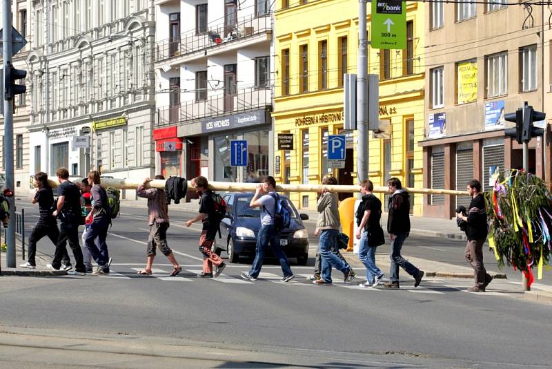 Stavba májky na náměstí Svobody zahájila ve středu odpoledne program letošního brněnského majálesu.