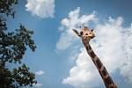 Nový rekord zaznamenala v pátek po obědě brněnská zoologická zahrada. Tamními turnikety totiž prošel už sedmnáctimiliontý návštěvník. 