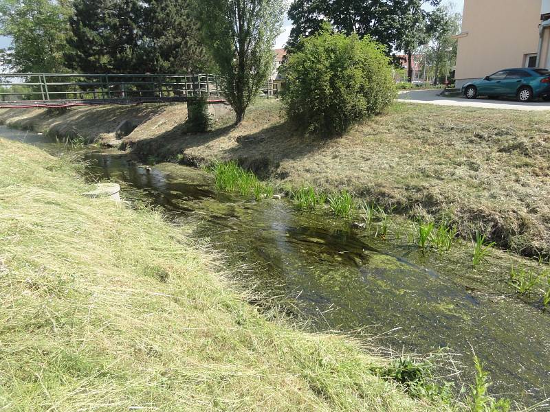 Říčka v Kobylnicích v červnu 2015.