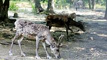 Vedra sužují i zvířata v brněnské zoologické zahradě.