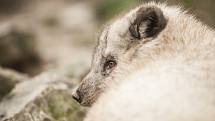 Někdo si čtyřiadvacátého prosince užívá vánoční pohody doma a v teple, stovky Brňanů už tradičně zamířily do brněnské zoologické zahrady přihlížet komentovanému krmení zvířat.