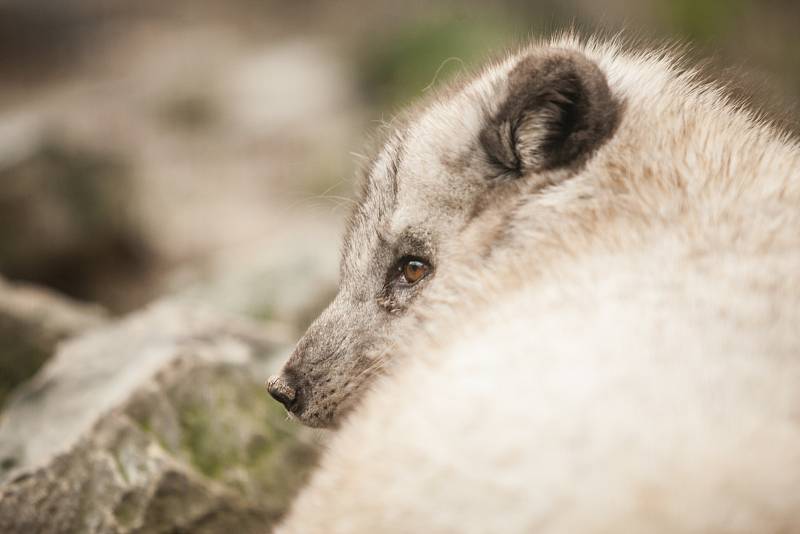 Někdo si čtyřiadvacátého prosince užívá vánoční pohody doma a v teple, stovky Brňanů už tradičně zamířily do brněnské zoologické zahrady přihlížet komentovanému krmení zvířat.