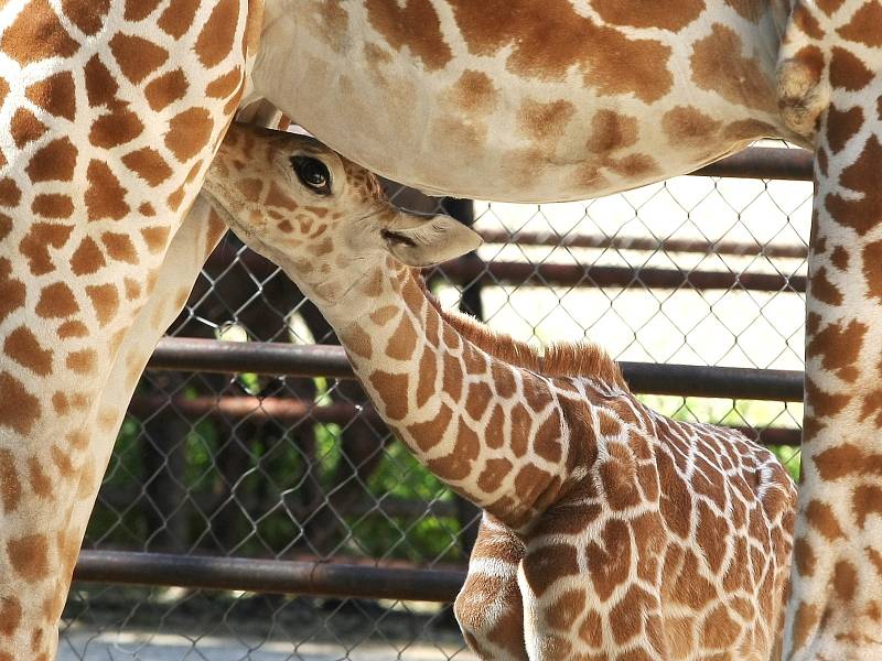Žirafí mládě z brněnské zoo se narodilo předčasně.