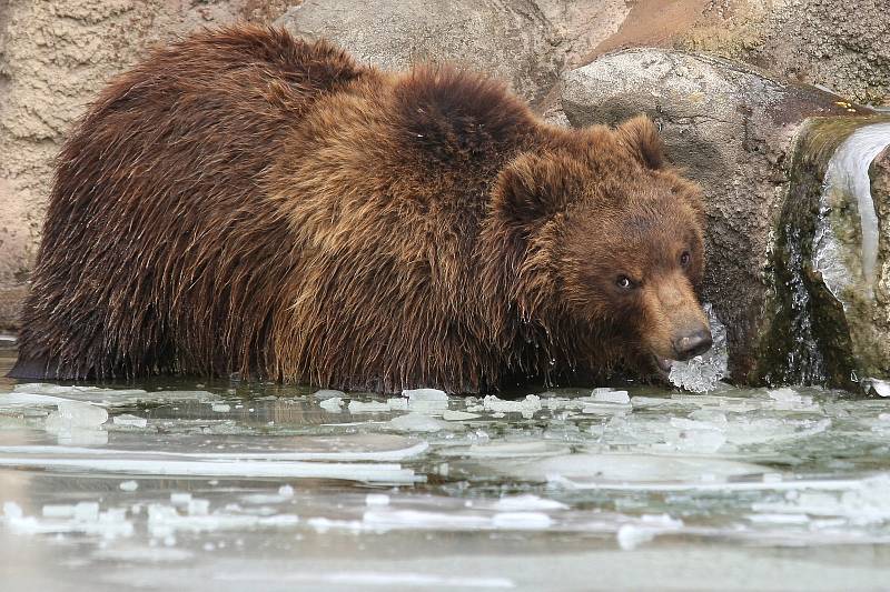 V sobotu nejen brněnská zoologická zahrada slavila světový den divoké přírody. Levhartice lidem ukázala tříměsíční mládě, medvědi se radostně klouzali po zamrzlém jezírku a hráli si s ledem.