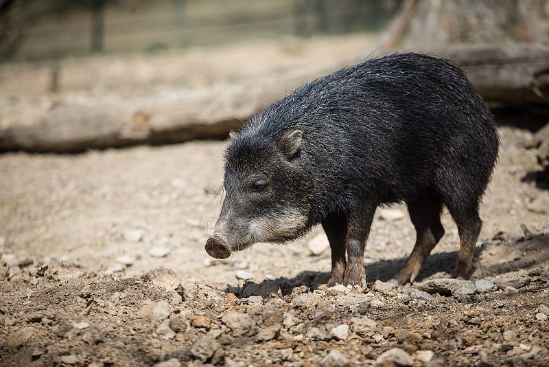 Víkendové slunečné počasí využily tisíce návštěvníků k prohlídce Zoologické zahrady v Brně.