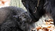 Mládě jaka v brněnské zoologické zahradě.