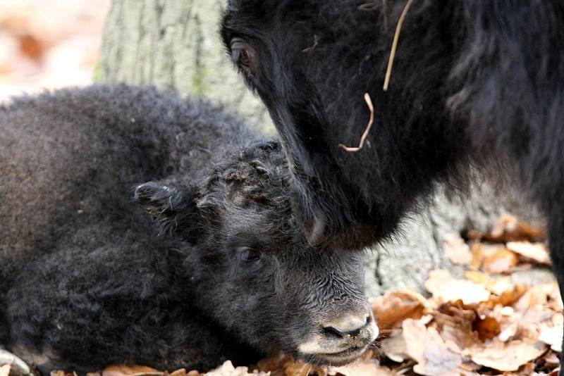 Mládě jaka v brněnské zoologické zahradě.