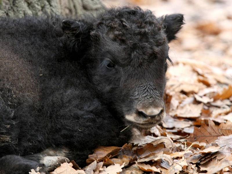 Mládě jaka v brněnské zoologické zahradě.