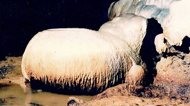 Odpočívající beránek v řečišti podzemního potoka v Ochozské jeskyni.
