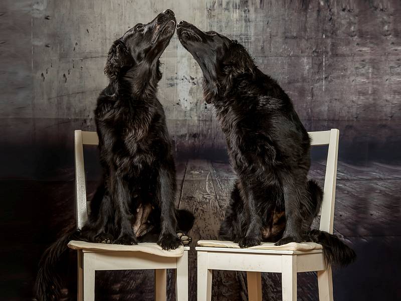 Fenky flat coated retrievera Ari s Aishou se těší, až skončí omezení a nouzový stav.