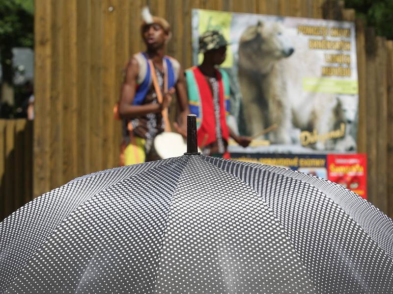 V brněnské zoo mohli návštěvníci v pondělí vidět tradiční africké tance i se zpěvem. Účinkující přijeli ze Zimbabwe se svým rytmickým vystoupením.