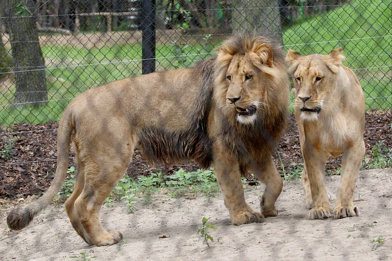 Zásnuby nových lvů v Brně? Seznamování Lolka a Kivu v brněnské zoo dopadlo podle chovatelů úspěšně. 