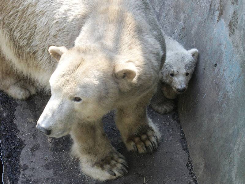 Lední medvědice Cora a její mládě se představí návštěvníkům brněnské zoo.