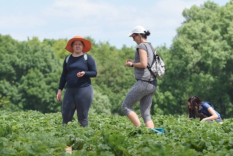 Samosběr jahod v Podolí na Brněnsku.