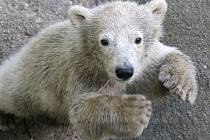Lední medvědice Noria ještě jako mládě.